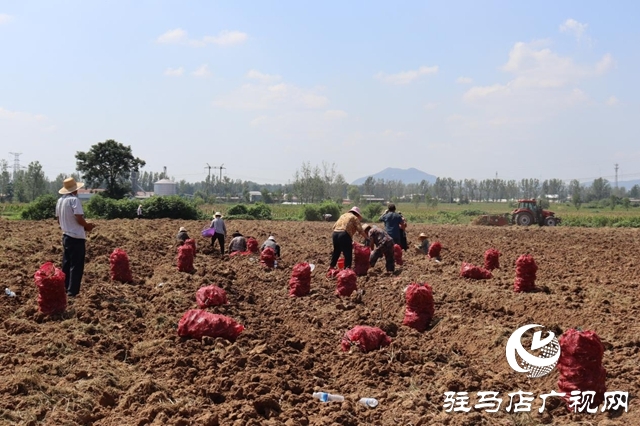 驛城區(qū)香山街道：白芷豐收結(jié)碩果 結(jié)構(gòu)調(diào)整促增收