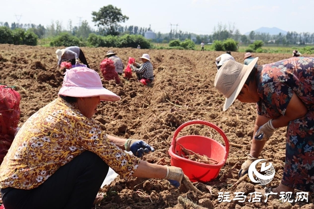 驛城區(qū)香山街道：白芷豐收結(jié)碩果 結(jié)構(gòu)調(diào)整促增收