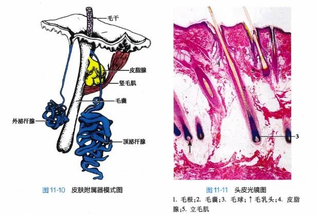 白頭發(fā)拔一根長三根？到底能不能拔？終于弄清楚了