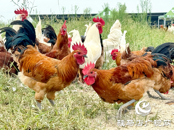 平輿自然農農業發展公司:堅守原生態初心以中草藥喂養詮釋健康本味