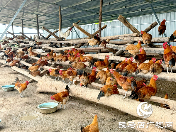 平輿自然農農業發展公司:堅守原生態初心以中草藥喂養詮釋健康本味