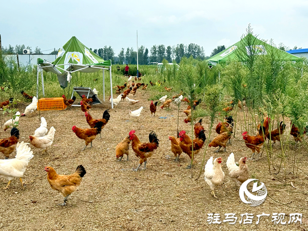 平輿自然農農業發展公司:堅守原生態初心以中草藥喂養詮釋健康本味