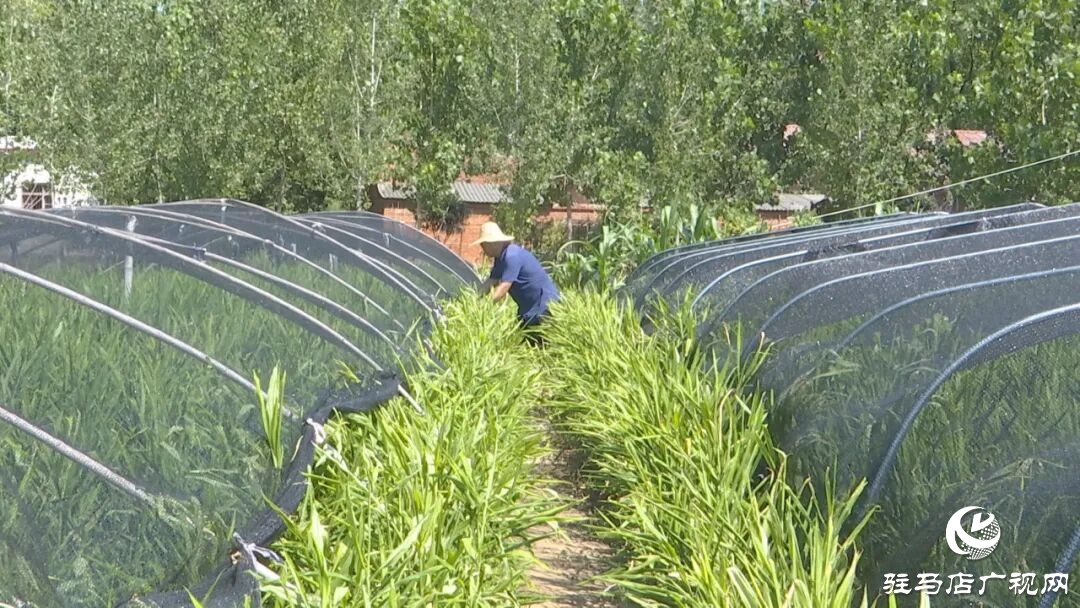 正陽縣陡溝鎮：小黃姜進入成長關鍵期 科學管護保豐收