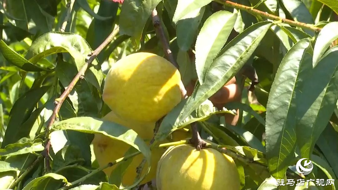 正陽縣清源街道:葡萄迎豐收 特色種植助農增收