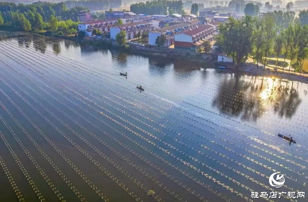 正陽縣文藝精品薈萃，入選“翰墨丹青·天中風華”作品展