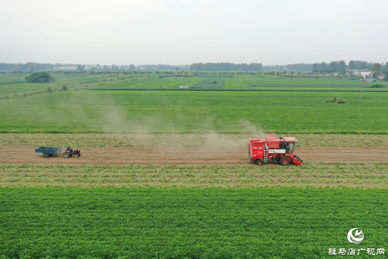 正陽花生 物盡其用 ——“三鏈”共建為河南正陽花生產業增值增效