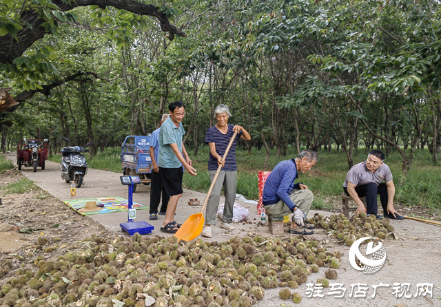 確山縣石滾河鎮何大廟村:特色板栗鋪就鄉村振興致富路