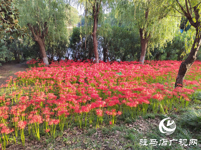 駐馬店置地公園：彼岸花開正盛 秋日美景引客來