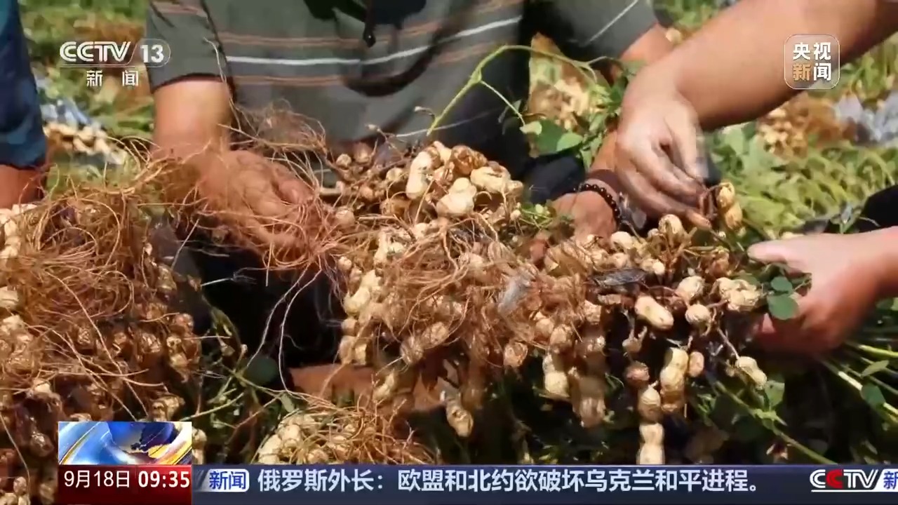 豐收進度條刷新中 全國秋糧收獲進度過一成