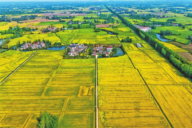 稻浪翻滾 谷香四溢