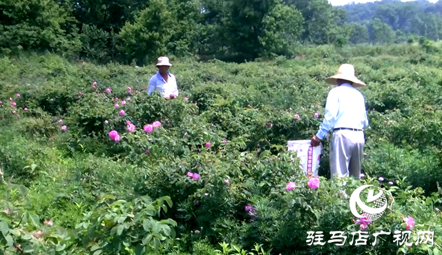 確山縣何大廟村:芬芳產(chǎn)業(yè)富鄉(xiāng)村
