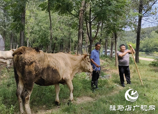 【天中光榮榜】何文禮：精準幫扶 讓村民“牛”起來