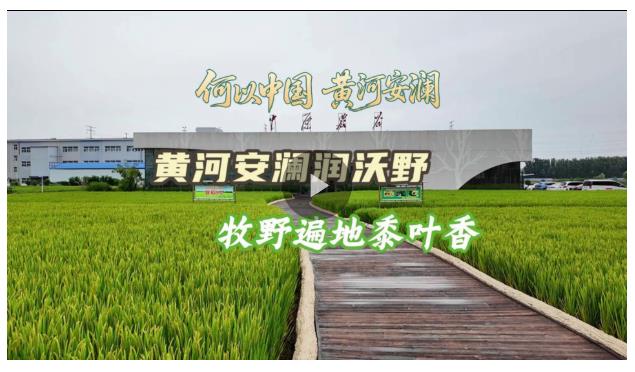 何以中國 黃河安瀾丨牧野遍地黍葉香