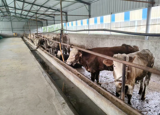 確山縣新安店鎮(zhèn)：深耕夏南牛養(yǎng)殖 樹立鄉(xiāng)村產(chǎn)業(yè)新標桿