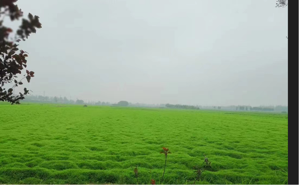 “小草藥”孕育“大標(biāo)準(zhǔn)”:確山鵝不食草規(guī)范化種植助農(nóng)增收