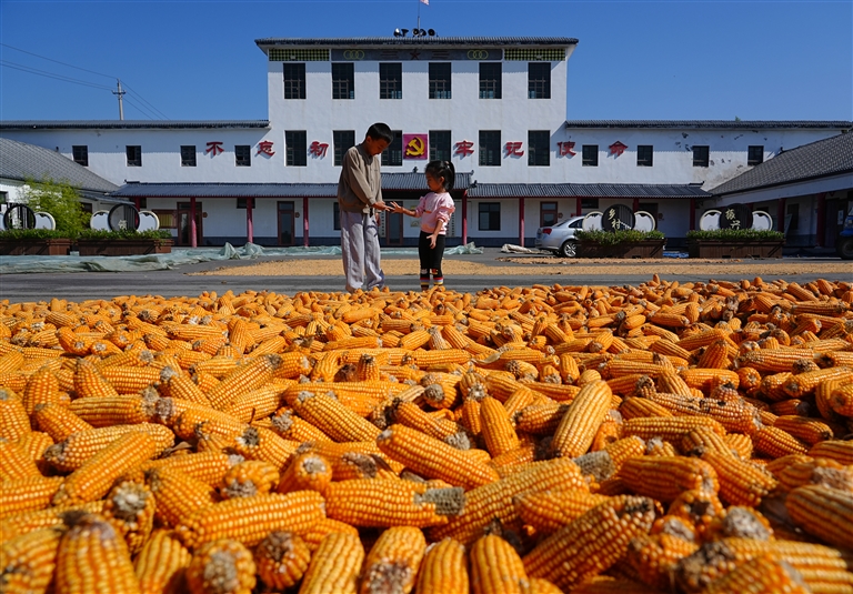 沃野良田豐收正當(dāng)時