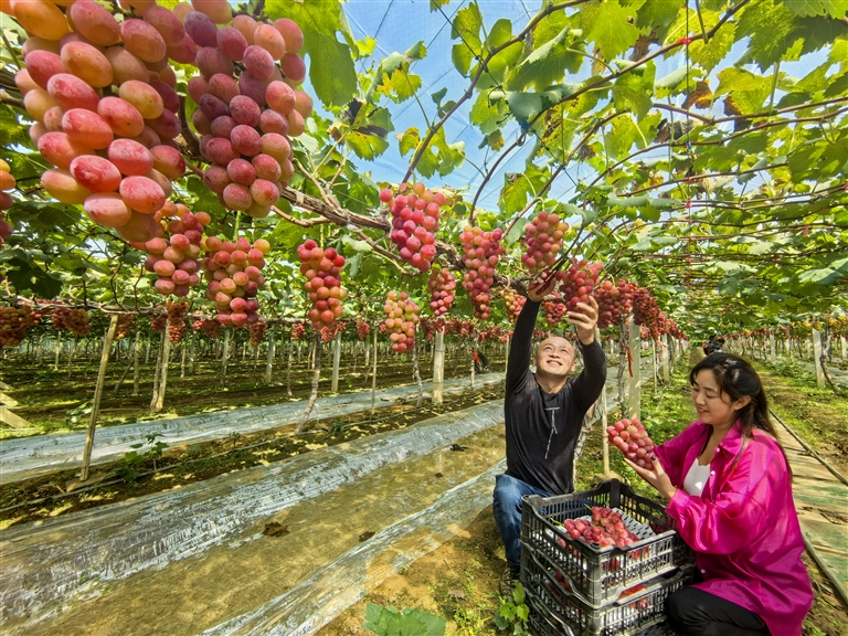 沃野良田豐收正當(dāng)時