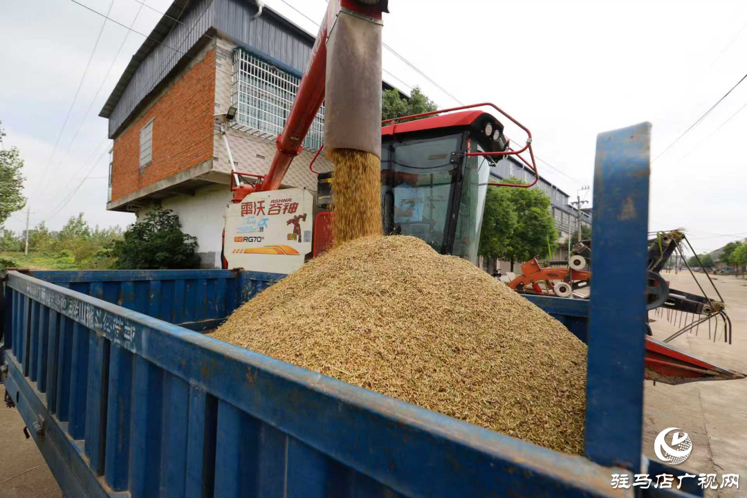 正陽:秋分至 水稻收獲忙