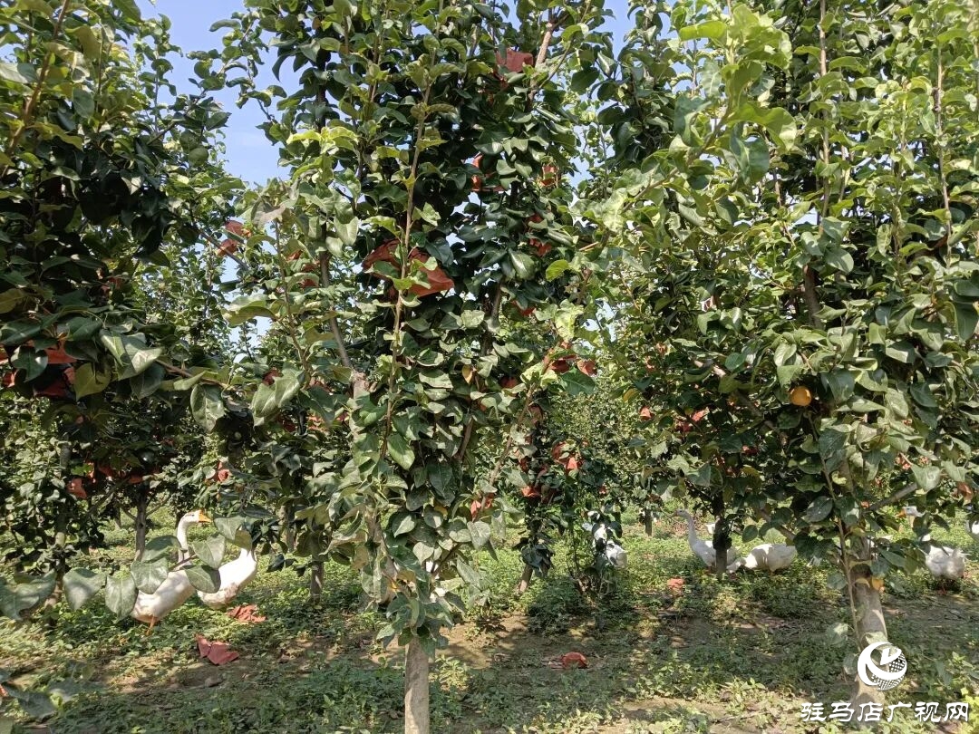 正陽縣林下種養創佳績 多元銷售助振興