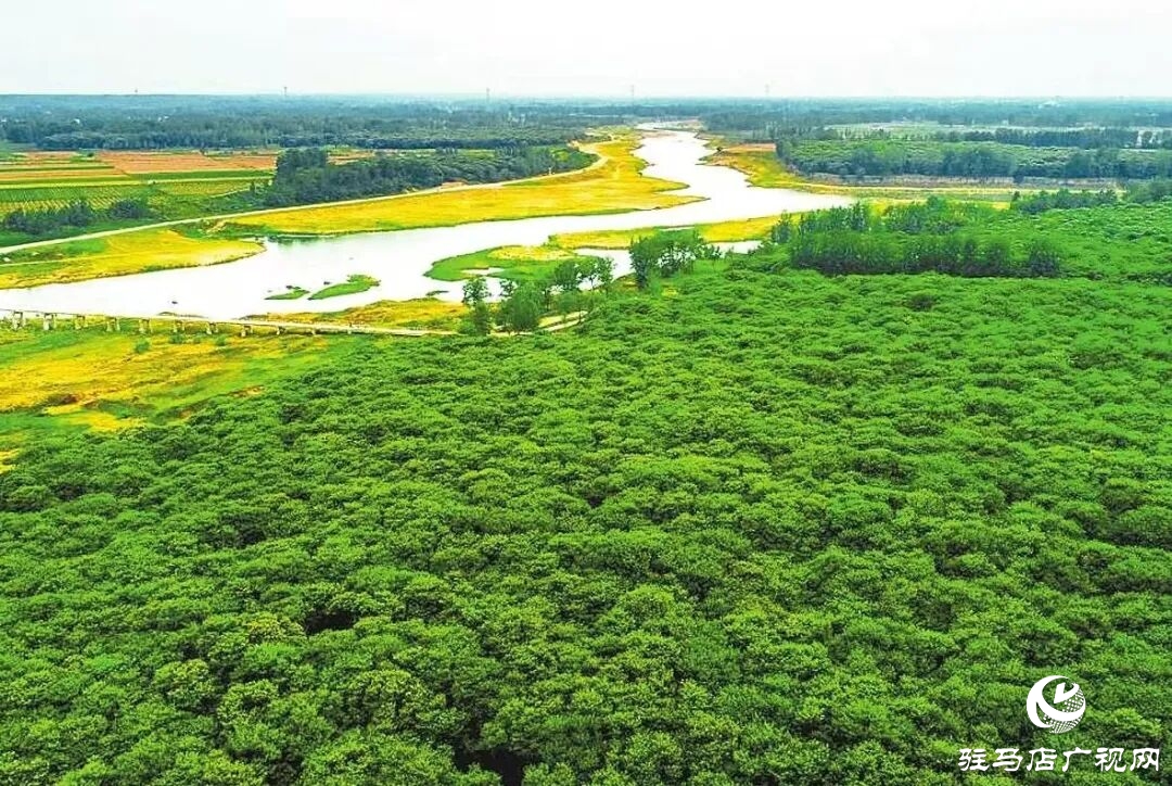 栗香飄滿淮河岸:正陽縣潘店村千畝板栗迎來豐收季