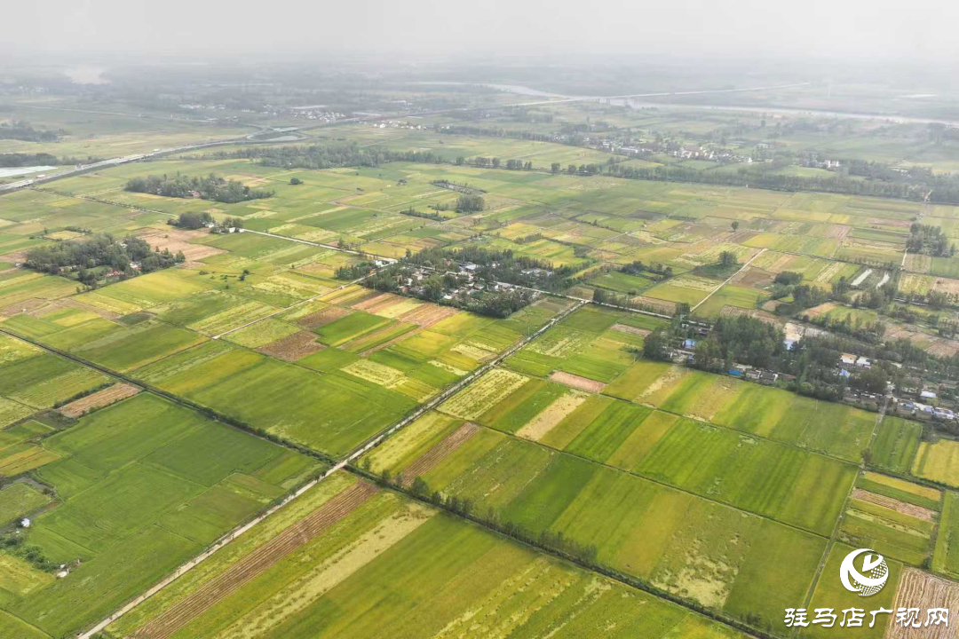 正陽:秋分至 水稻收獲忙