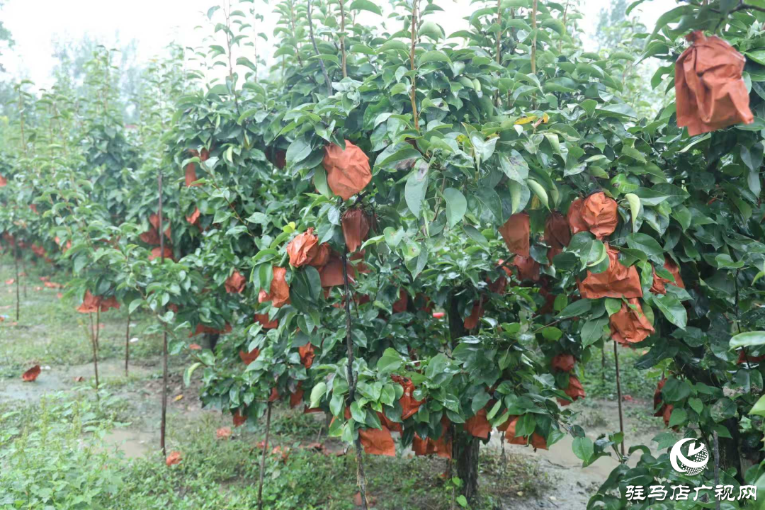 正陽縣:新鮮蔗梨齊登場 口碑品質引客來