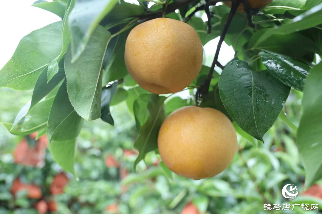 正陽縣:新鮮蔗梨齊登場 口碑品質引客來