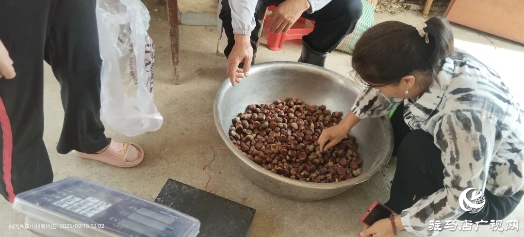 栗香飄滿淮河岸:正陽縣潘店村千畝板栗迎來豐收季