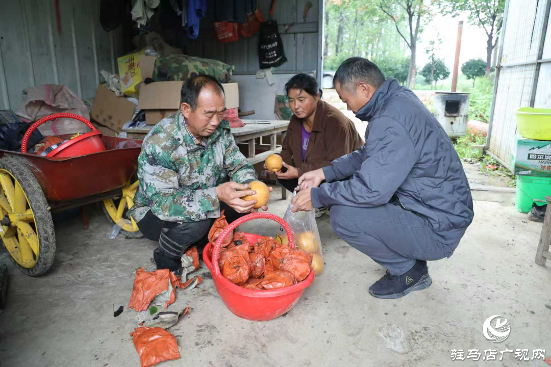 正陽縣:新鮮蔗梨齊登場 口碑品質引客來