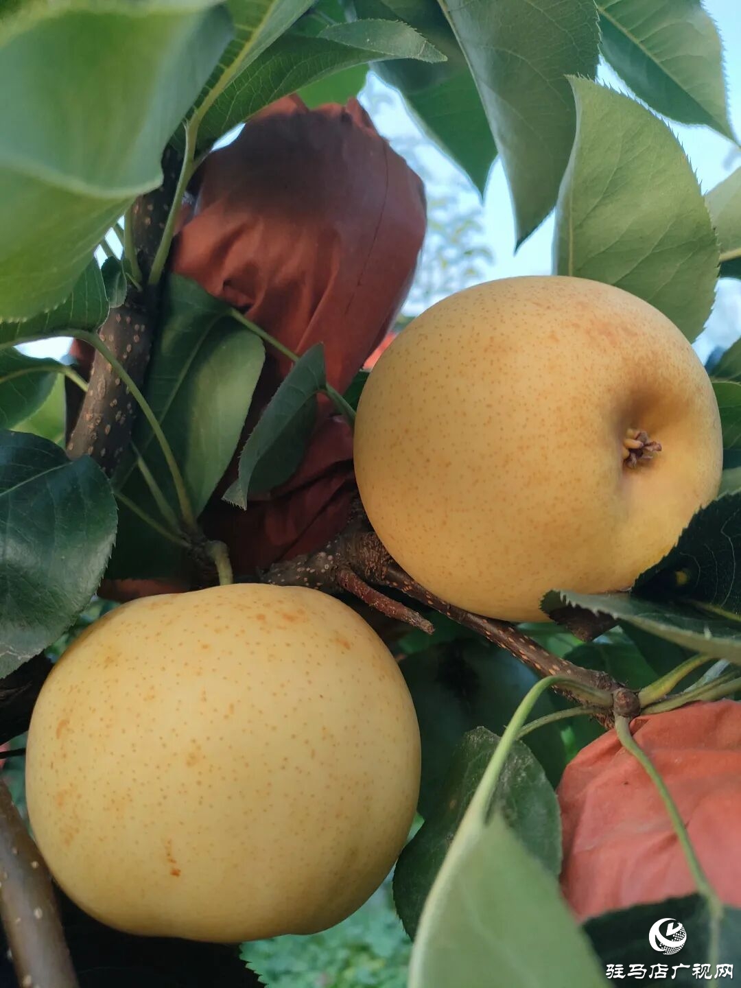 正陽縣林下種養創佳績 多元銷售助振興