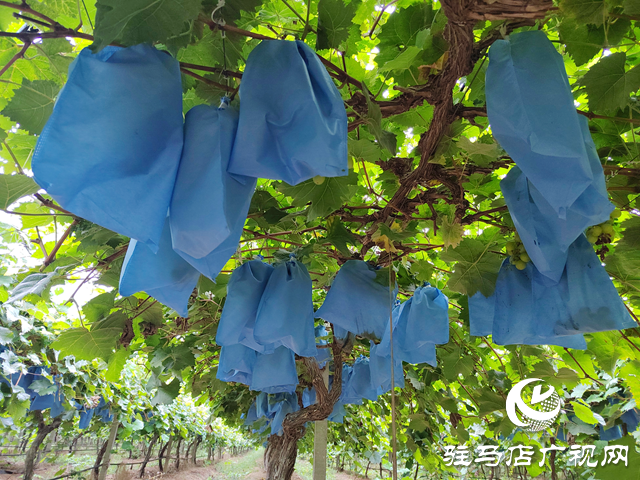 西平縣人和鄉河沿張村：有機葡萄“串”起致富路 拓寬村民增收渠道