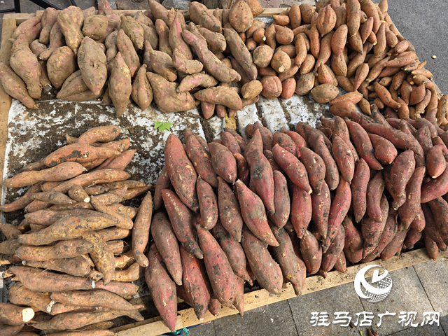 駐馬店本地紅薯上市 秋日“甜蜜”走俏市場(chǎng)