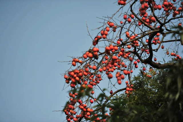 詩詠金秋 筆繪豐年