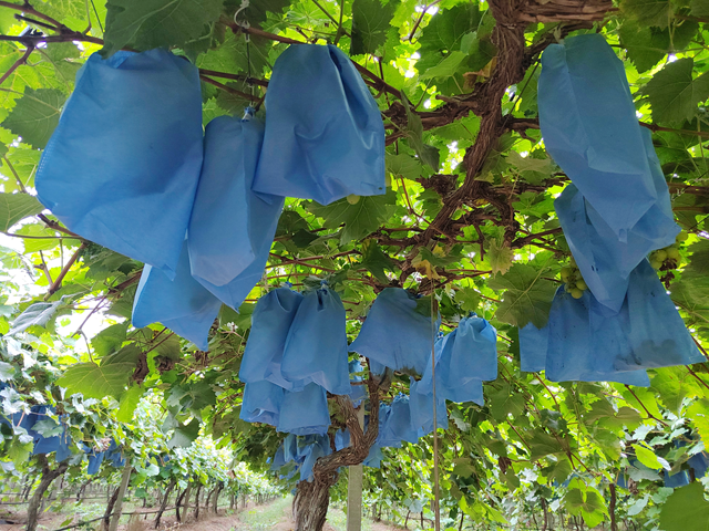 西平縣人和鄉(xiāng)河沿張村：有機葡萄“串”起致富路 拓寬村民增收渠道