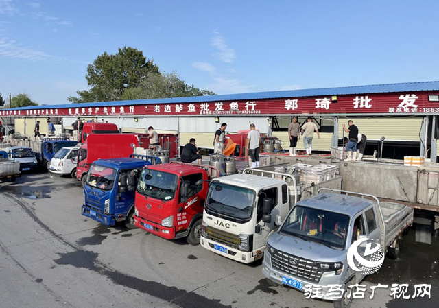 駐馬店市眾信市場水產區供銷兩旺 鮮活水產豐富市民雙節餐桌