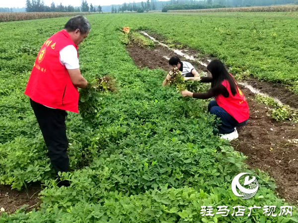 平輿縣李屯鎮:黨員干部奔一線 聯動尋策助農忙