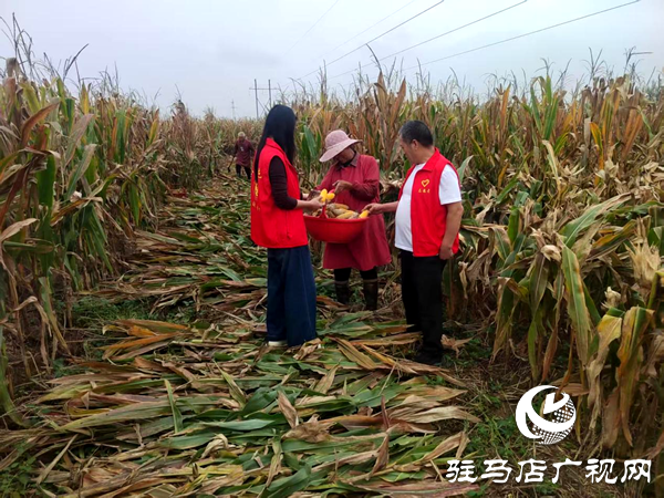 平輿縣李屯鎮:黨員干部奔一線 聯動尋策助農忙