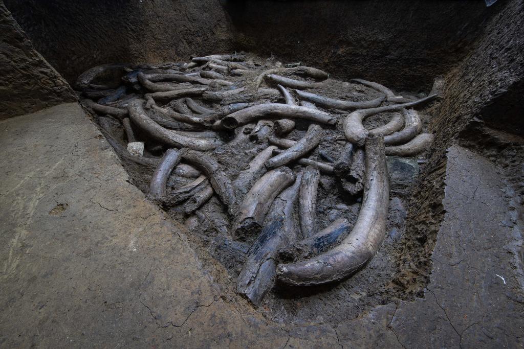 技術(shù)突破!文物醫(yī)生成功“加固”三星堆象牙,國(guó)寶終可直面公眾