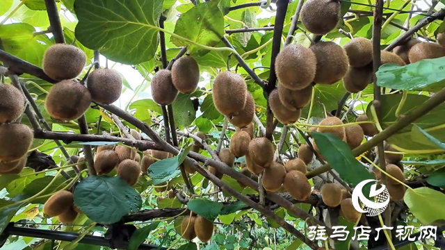 正陽縣閭河鄉：生態種植結碩果 鋪就鄉村振興路