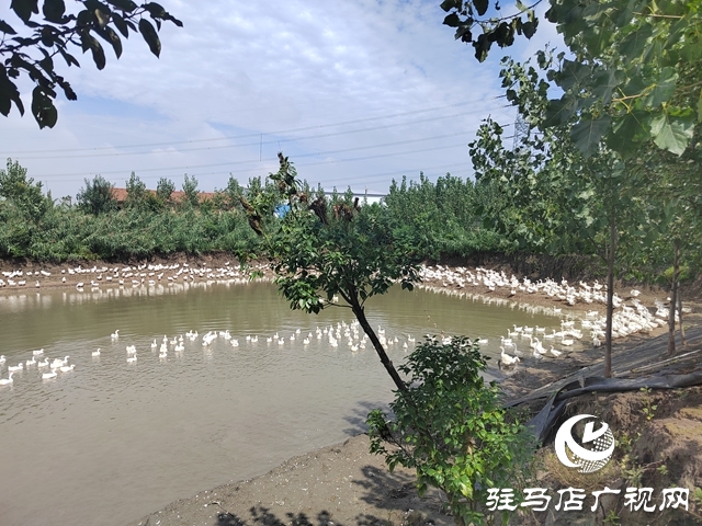 新蔡縣余店鎮:“林禽共生”循環養鵝 奏響鄉村振興“致富歌”