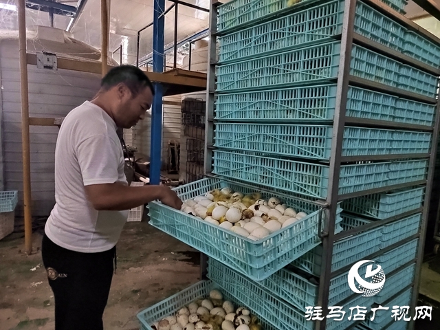 新蔡縣余店鎮:“林禽共生”循環養鵝 奏響鄉村振興“致富歌”