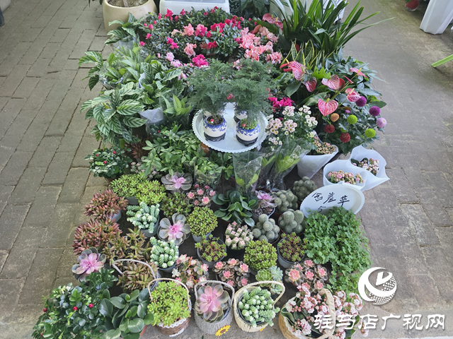 駐馬店:國慶假期花卉市場銷售火熱 繽紛花卉添彩節日氛圍??