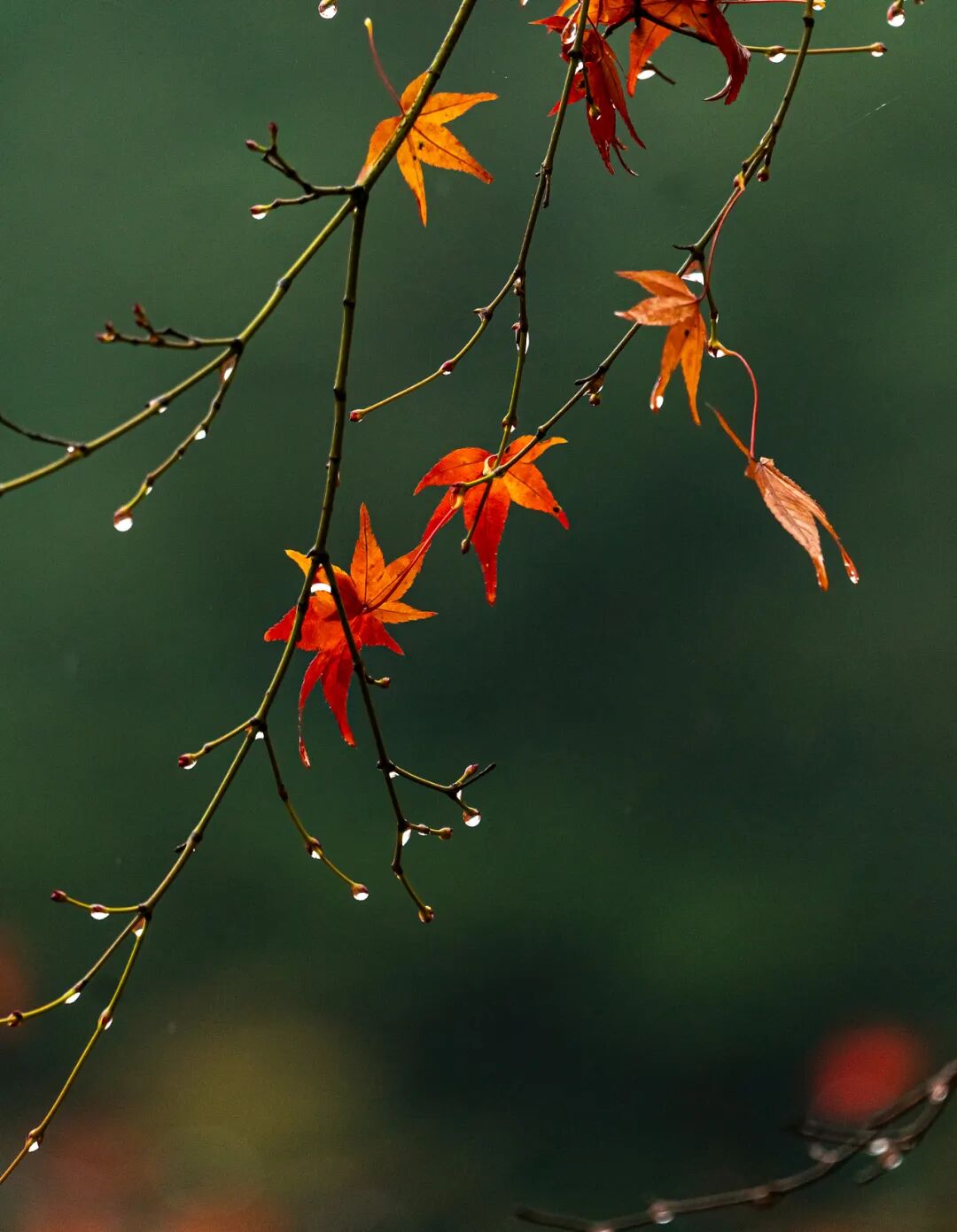 “早寒露”=冷冬預(yù)警?老祖宗的天氣預(yù)測,今年準(zhǔn)不準(zhǔn)?