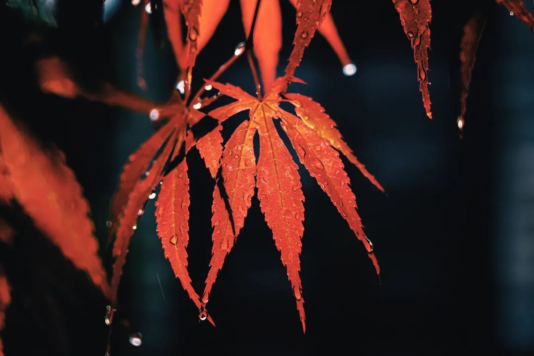 “早寒露”=冷冬預(yù)警?老祖宗的天氣預(yù)測,今年準(zhǔn)不準(zhǔn)?