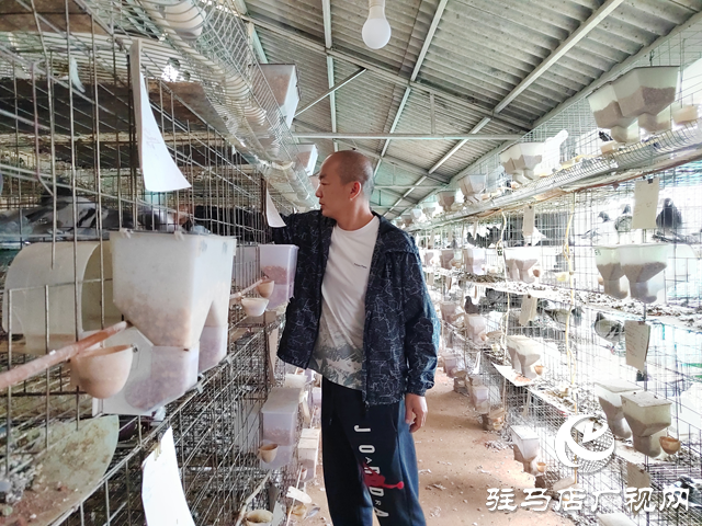 西平縣人和鄉河沿張村： 蛋鴿養殖“啄”開致富門 特色產業繪就振興新圖景?