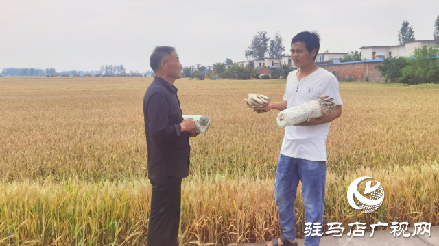 高建林:以食用菌種植助力鄉村振興