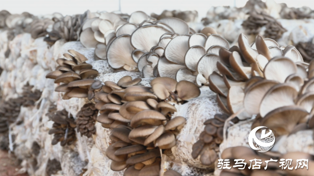 高建林:以食用菌種植助力鄉村振興