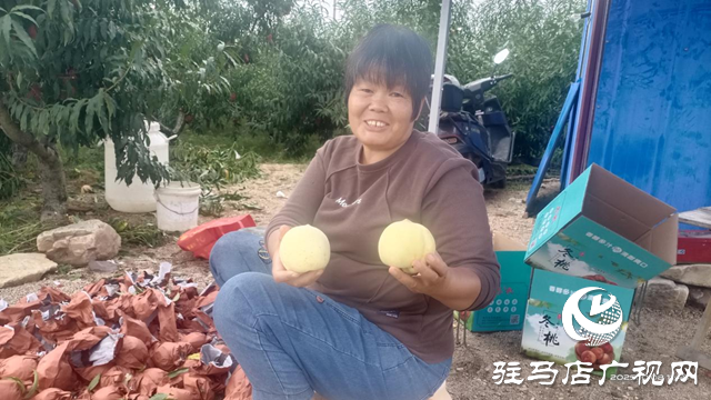 泌陽縣下碑寺鄉:冬桃成熟助增收