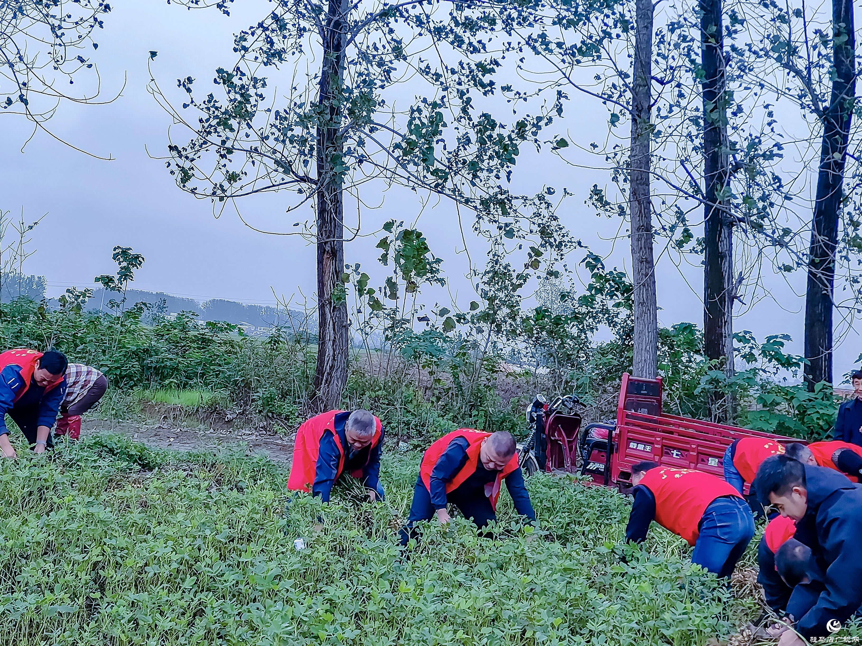 正陽縣清源街道：紅馬甲田間搶收?解民憂暖人心