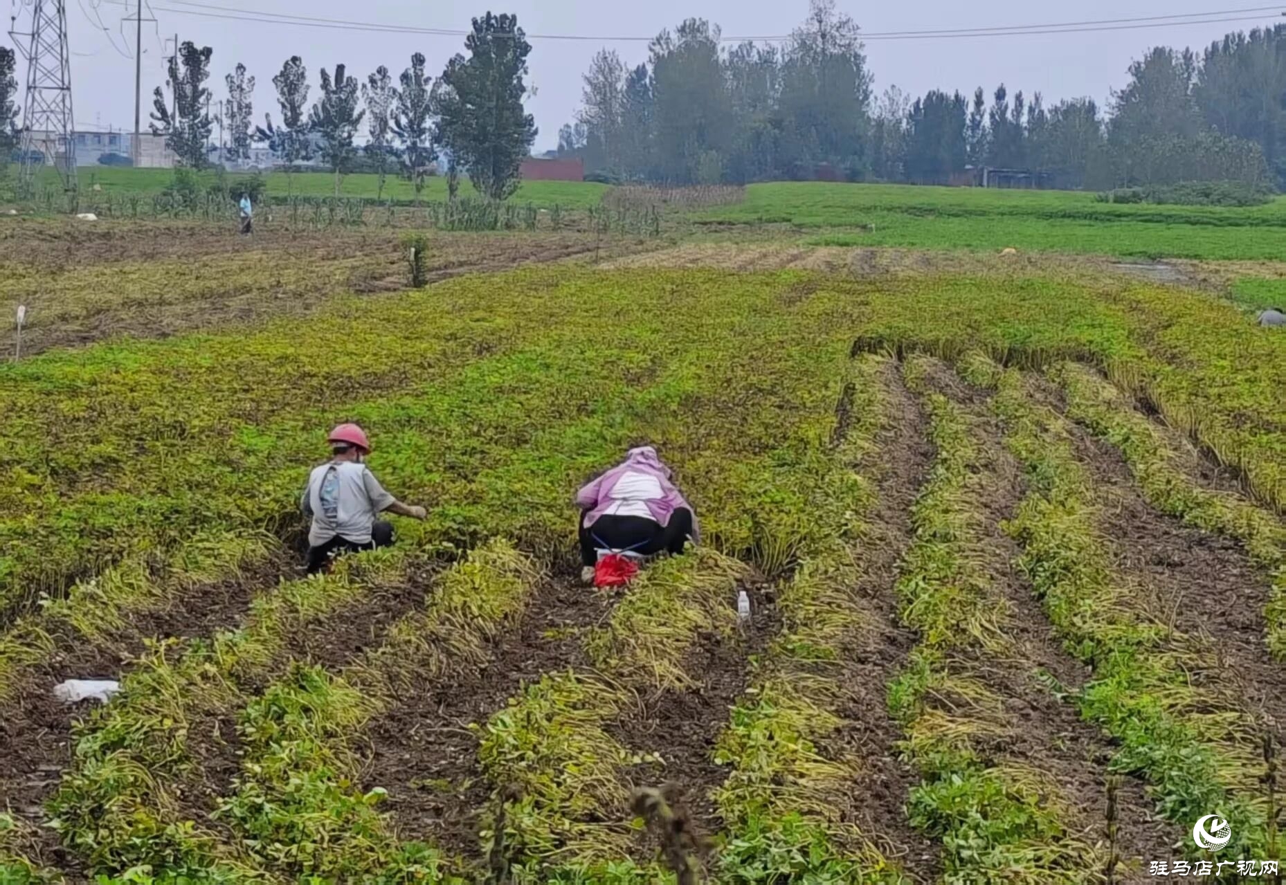 正陽縣雷寨鎮：趁天搶時 搶收花生